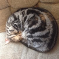 雪、うっすらでした