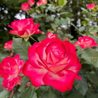 ばら バラ 薔薇（2）