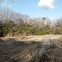 2/22　シイタケ菌打ち　その2