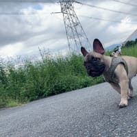 お散歩デビュー