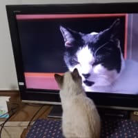 テレビの中の猫が気になります。