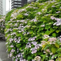 旧中川の紫陽花