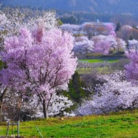 ２０２４・４・１８　信州は高山村の中塩のしだれ桜