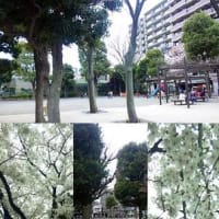週末のイベント☆諏訪公園の桜♪