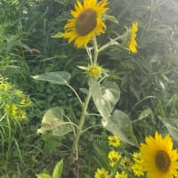 ちょい出遅れた感の蓮と最近すぐ踊る件について