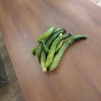 きゅうりをいただきました🥒