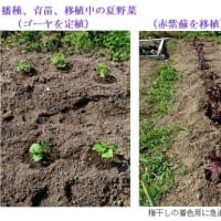 夏野菜が成長し、収穫が始まります　ー 2025.6上 ー