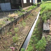 草マルチ経過
