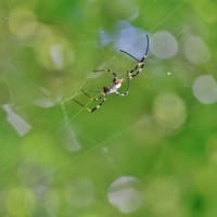 ９月のけいはんな記念公園！・・・秋の兆し　珍しい昆虫