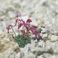 八方尾根の花　イワギキョウ