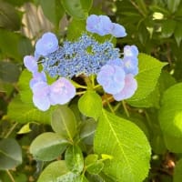 野草園