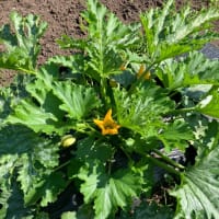 ジャガイモの追肥と土寄せとズッキーニの花