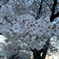 (4/10) 夕方桜@保育園送迎のお手伝い最終日