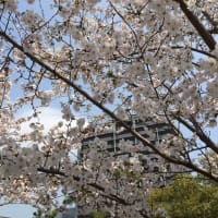 花見