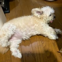 アルフィーって50周年ぐらいだよね！CM