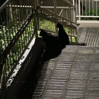 暗闇に黒猫ダブル