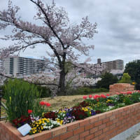 「花の見守り隊」～栂・美木多駅前花壇