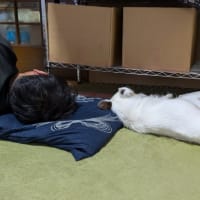 同じ枕で