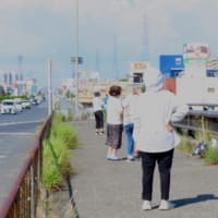 蝉を今年初めて見る