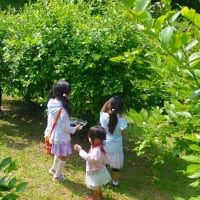 都市農業センターでブルーベリー収穫