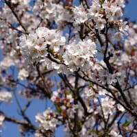 渋田川の芝桜はもう終了？