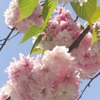 もうすぐこの季節です