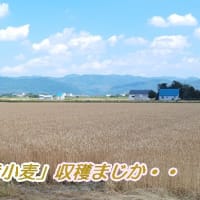 　小麦・大豆が順調に生育・・