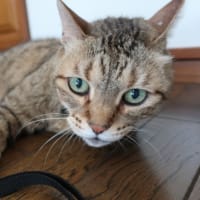 バターになってまうな (＝^・ω・^＝)