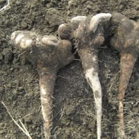 冬越え！短形自然薯（約2ｋｇ）ネバネバ・パワーで元気！～農薬/化学肥料・不使用