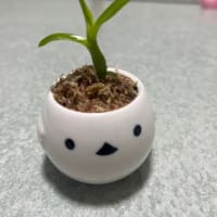 高芽