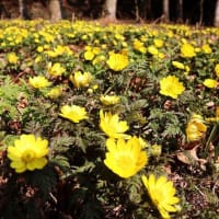南阿蘇方面などで花散策！（ヒゴコバイモとユキワリイチゲ、アズマイチゲなど！）