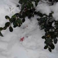 ツバキ