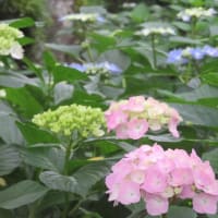水戸のあじさいまつり