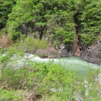 秋山郷で山野草①　ラショウモンカズラ　2025/05/18