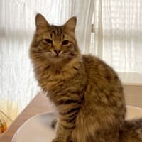 サイベリアンボクちゃんの巣立ち
