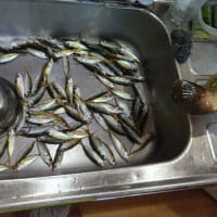 鯵釣り