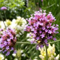 代々木公園の花とトイレ