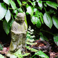 イワタバコ