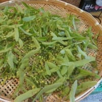 お花摘み