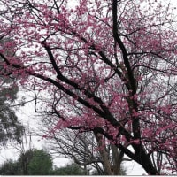 井の頭公園の桜はまだまだでした