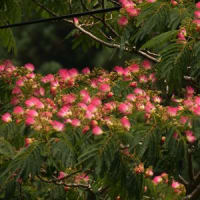 　合歓の木の花　　　　　　　　　　　　　　　　　　　　　　