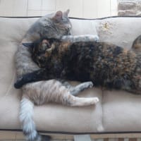 チャビとおしるこ