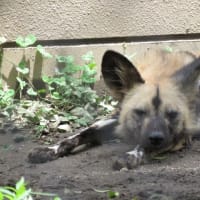 リカオン　ハイエナじゃ無いよ　日曜の朝は動物