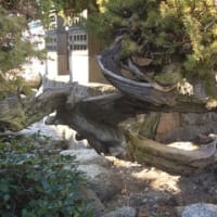 懐かしい杜松に出会った…