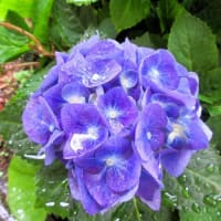 ★庭の紫陽花、色いろいろに雨。。