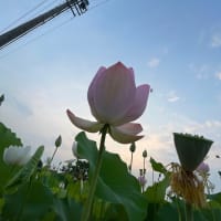 別になんの上でなくてもいーです