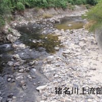 兵庫県の川の上流から中流で見ることのできる水生昆虫（１）