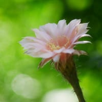 サボテンの花