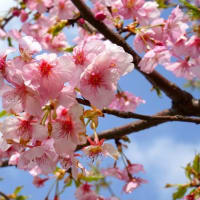 河津桜が満開で～す