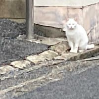 朝ウォーキングの風景。令和7年6月25日。ハチワレがシャーシャー言わなくなった。